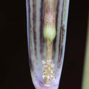 Image of Arisaema triphyllum  (L.)Schott.