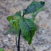 Image of Arisaema triphyllum  (L.)Schott.