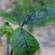 Image of Arisaema triphyllum  (L.)Schott.