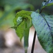 Image of Arisaema triphyllum  (L.)Schott.