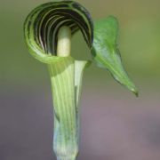 Image of Arisaema triphyllum  (L.)Schott.