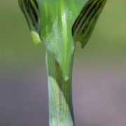 Image of Arisaema triphyllum  (L.)Schott.