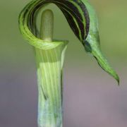 Image of Arisaema triphyllum  (L.)Schott.