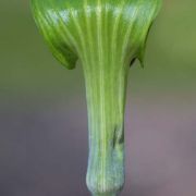 Image of Arisaema triphyllum  (L.)Schott.