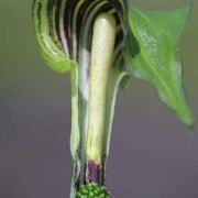 Image of Arisaema triphyllum  (L.)Schott.