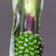 Image of Arisaema triphyllum  (L.)Schott.