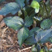 Image of Arisaema triphyllum  (L.)Schott.