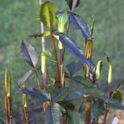 Image of Arisaema triphyllum  (L.)Schott.