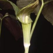 Image of Arisaema triphyllum  (L.)Schott.