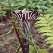 Image of Arisaema triphyllum  (L.)Schott.