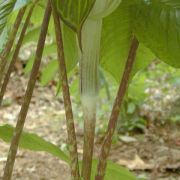 Image of Arisaema triphyllum  (L.)Schott.