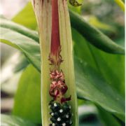 Image of Arisaema umbrinum  Ridley.