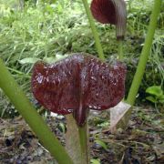 Image of Arisaema utile  Hook. f. ex Schott.