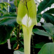 Image of Arisaema victoriae  Nguyen V.D..