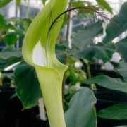 Image of Arisaema victoriae  Nguyen V.D..