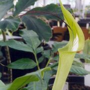 Image of Arisaema victoriae  Nguyen V.D..