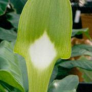 Image of Arisaema victoriae  Nguyen V.D..