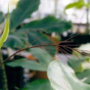 Image of Arisaema victoriae  Nguyen V.D..