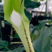 Image of Arisaema victoriae  Nguyen V.D..