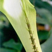 Image of Arisaema victoriae  Nguyen V.D..