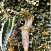 Image of Arisaema wattii  Hook f.