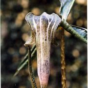 Image of Arisaema wattii  Hook f.