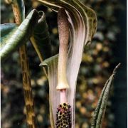 Image of Arisaema wattii  Hook f.