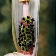 Image of Arisaema wattii  Hook f.