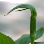 Image of Arisaema yunnanense  Buchet.