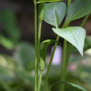 Image of Arisaema yunnanense  Buchet.