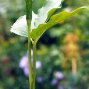 Image of Arisaema yunnanense  Buchet.