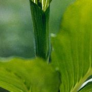 Image of Arisaema yunnanense  Buchet.