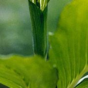 Image of Arisaema yunnanense  Buchet.