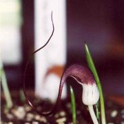 Image of Arisarum proboscideum  L..