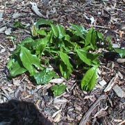Image of Arisarum proboscideum  L..