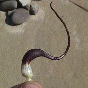 Image of Arisarum proboscideum  L..
