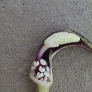 Image of Arisarum proboscideum  L..