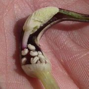 Image of Arisarum proboscideum  L..