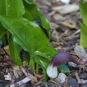 Image of Arisarum proboscideum  L..
