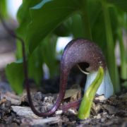 Image of Arisarum proboscideum  L..