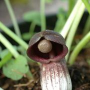 Image of Arisarum simorrhinum  Durieu.