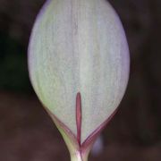 Image of Arum amoenum  Dubovik.