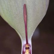 Image of Arum amoenum  Dubovik.