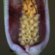 Image of Arum amoenum  Dubovik.