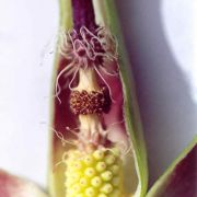 Image of Arum apulum  (Carano) P.C. Boyce.