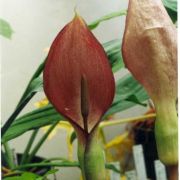 Image of Arum balansanum  R.R. Mill.