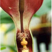 Image of Arum balansanum  R.R. Mill.