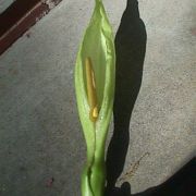 Image of Arum concinnatum  Schott.