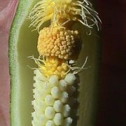 Image of Arum concinnatum  Schott.