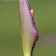 Image of Arum concinnatum  Schott.